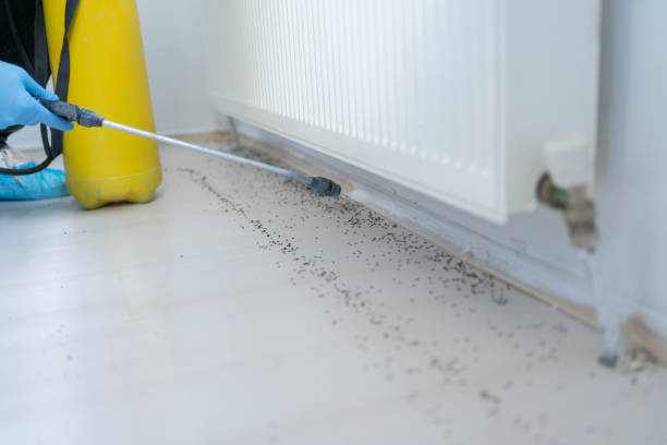 Best Flea Control Services  in Midvale, UT